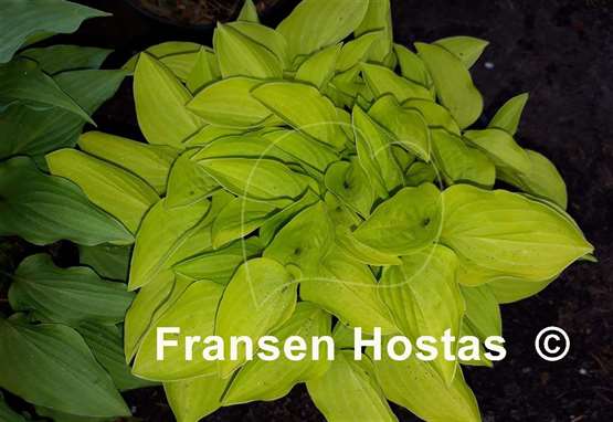 Hosta Kiwi Minnie Gold